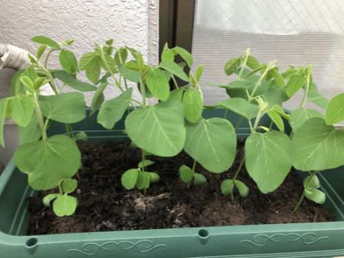 【松山市】外壁塗装前に植木や鉢植えは移動する？工事前に確認したい庭の準備